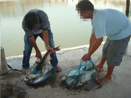 "Cần thủ" ra chiêu vét cá, chủ hồ xanh mặt